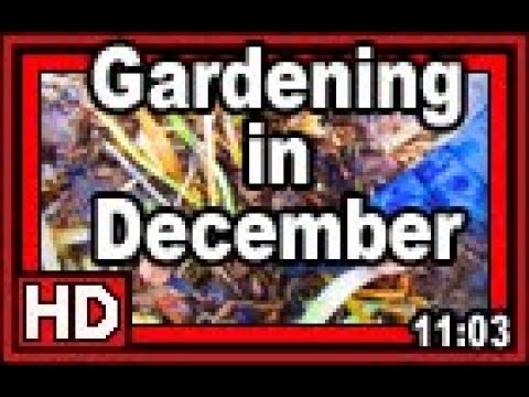 Gardening In December - Wisconsin Garden Video Blog 854