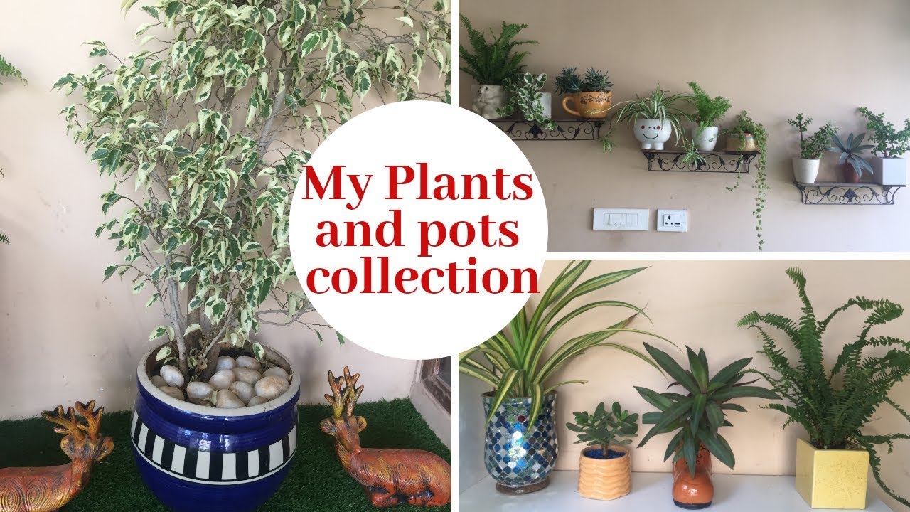 My Plants and Pots Collection || Plants Tour || House Plant Collection- Backyard Gardening