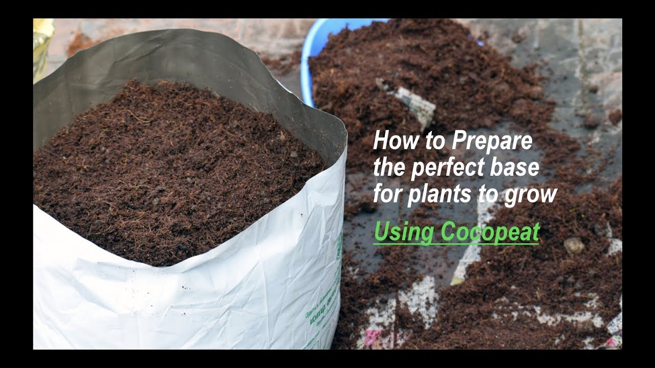 Terrace Gardening | How to prepare the coco peat base for plants to grow well