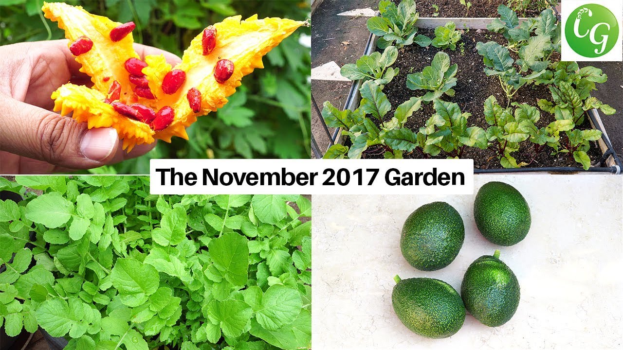 The November Garden - California Gardening Episode For November