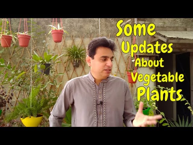 Some Updates About Vegetable Plants | Kitchen Gardening