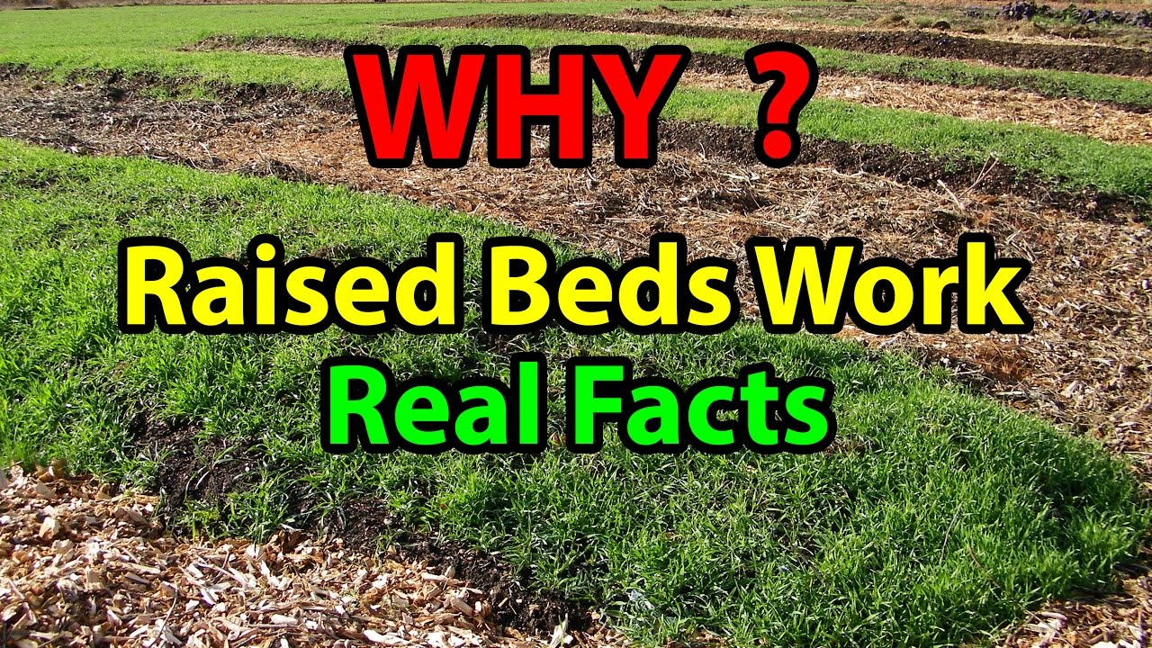 WHY Raised Bed Gardening Works Faster Building beds for Organic Vegetable for beginners 101