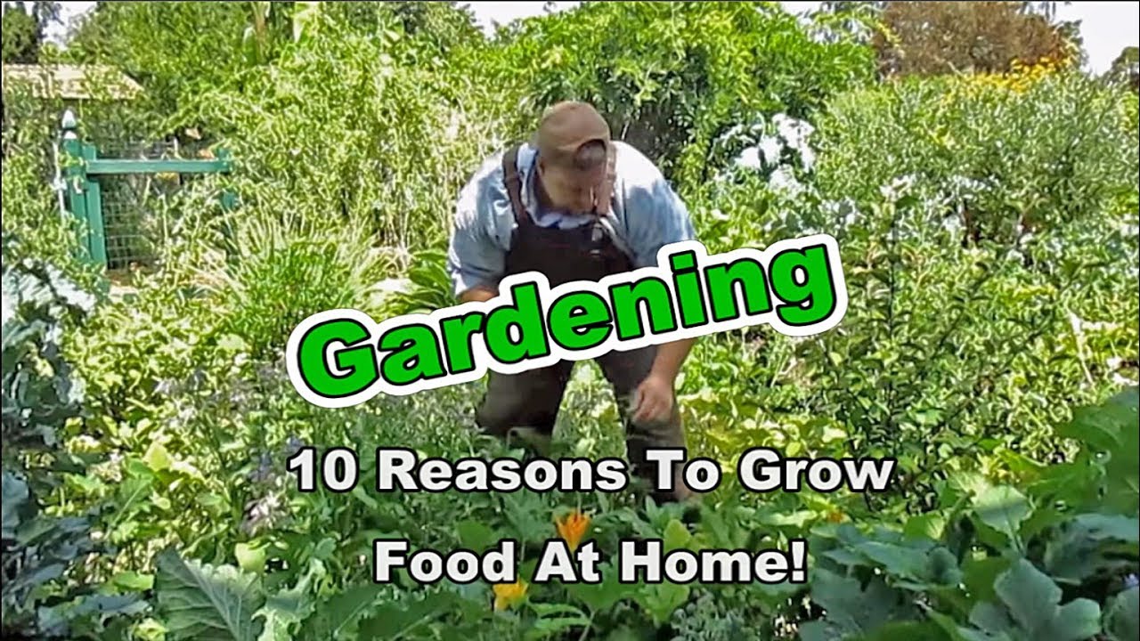 Gardening: 10 Reasons To Grow Food At Home!