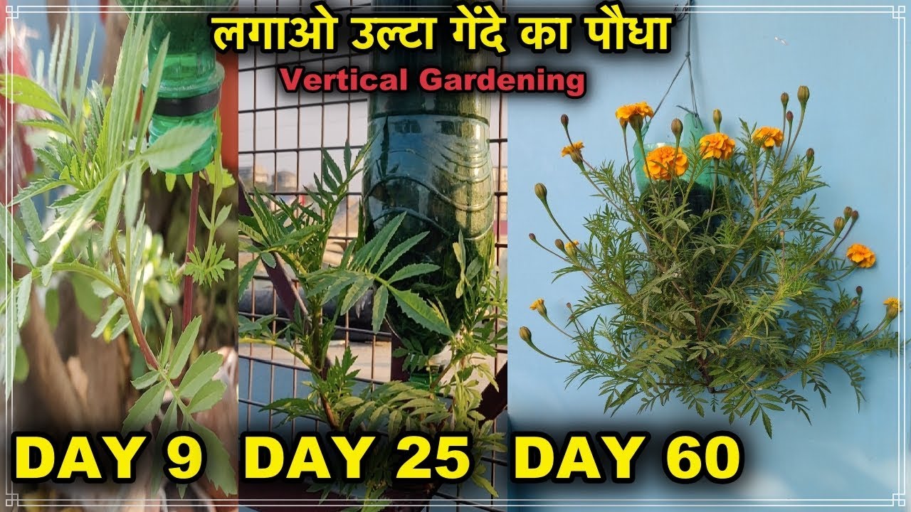 कैसे लगाए गेंदे का पौधा उल्टा खाली बोतलों में l Vertical Gardening l Best Trick To Grow Marigold