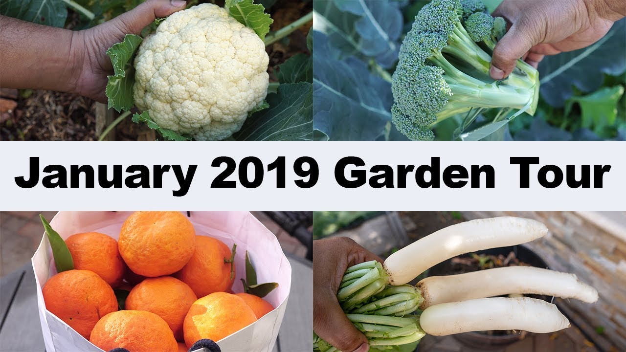 California Garden - January 2019 Garden Tour - Gardening Tips, Harvests & More!