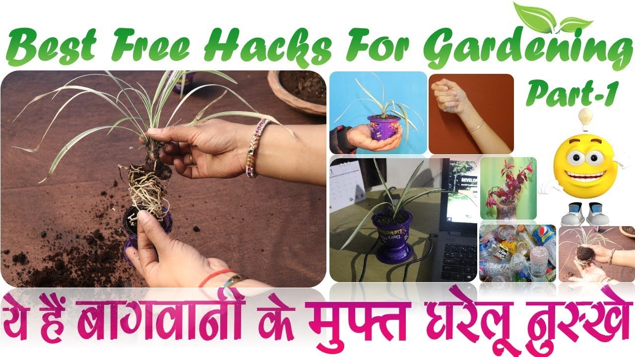 संसारग्रीन के बागवानी जुगाड़ || बागवानी के मुफ्त घरेलू नुस्खे || SansarGreen's Best Gardening HACK 1
