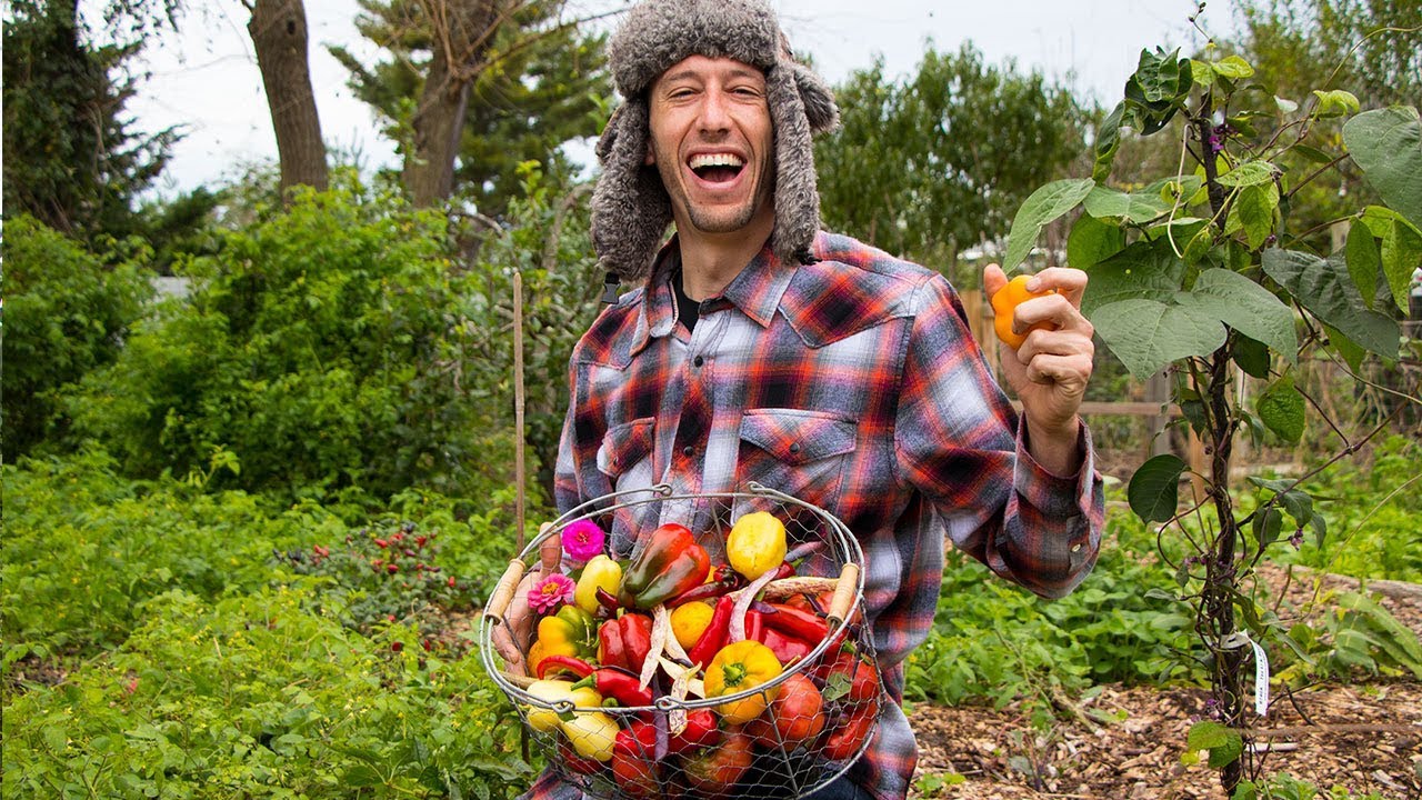 Backyard Gardening Harvest, Organic Food Forest