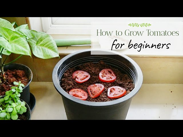 Grow with Me - Tomatoes | Gardening Series for Beginners | Ep 2