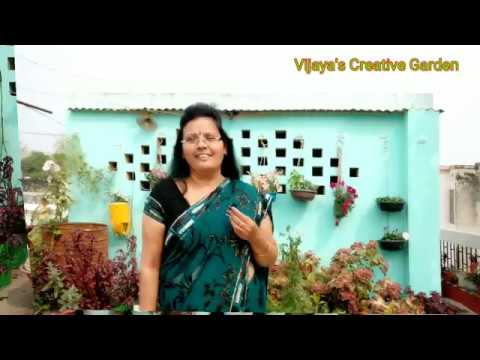 Overview of my terrace garden with some gardening tips ( Hindi Urdu)