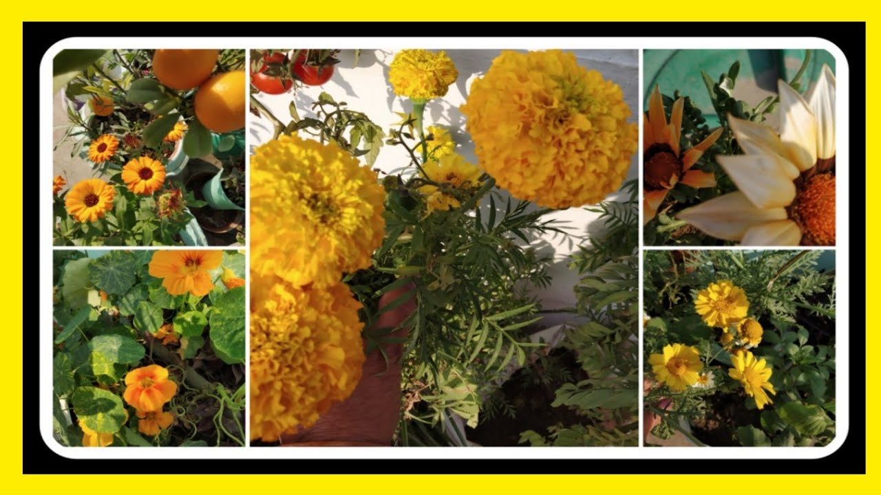 Gardening tip on Basant Panchami Day,every gardener should know||Yellow flowers of my terrace garden