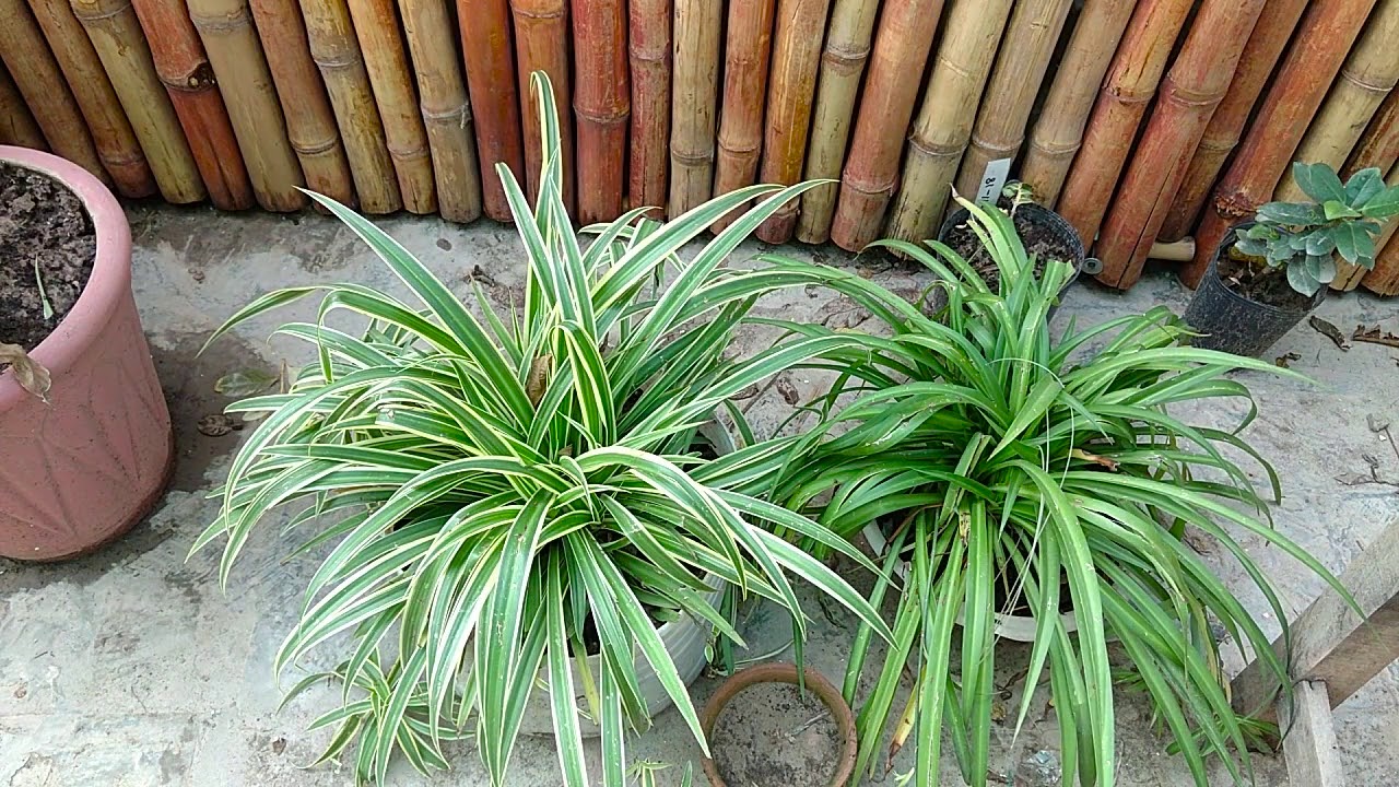 Gardening Basics | Fertilizer | Godi | Season of Plant | Detail Described