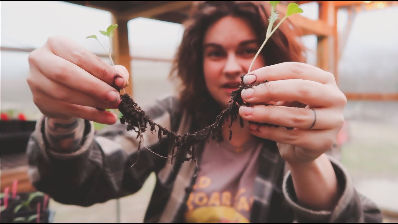 How to Separate Seedlings & Plant Starts | Gardening Tips | Roots and Refuge Farm