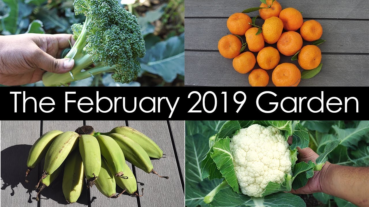 California Garden Tour - Februay 2019 - Gardening Tips, Harvests & Things To Do