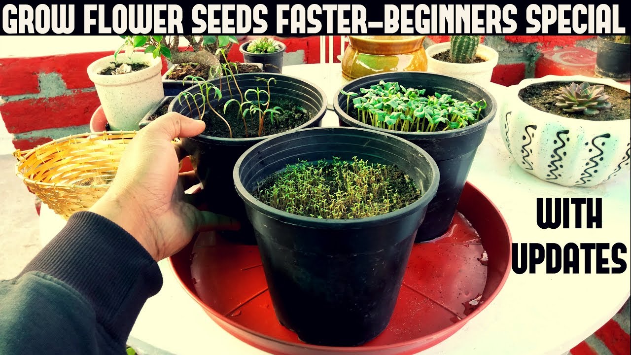 How To Grow Flower Seeds Faster (BEGINNERS SPECIAL)