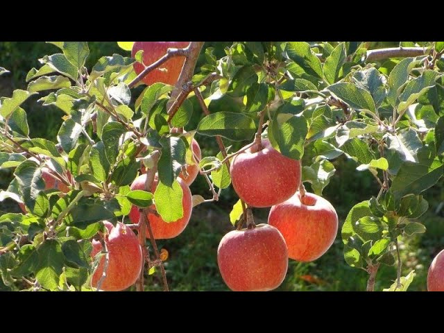 सेब का पौधा गमले मे कैसे लगाये Apple plant/Organic gardening landscape