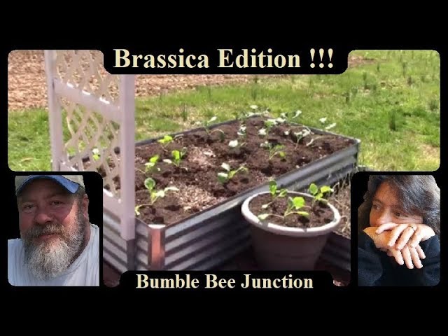 Raised Bed Gardening | Brassica Edition | Broccoli Cabbage and Brussel Sprouts