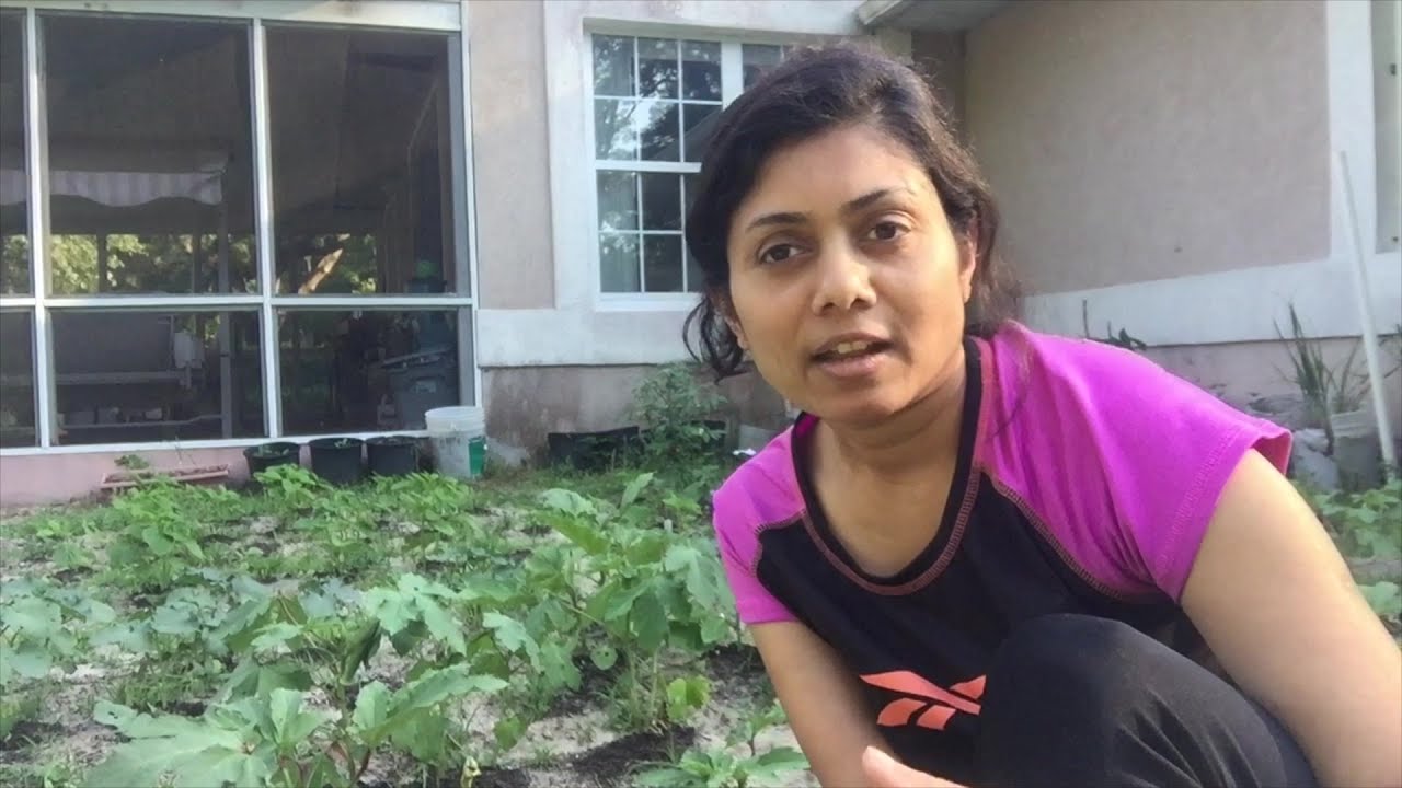 Gardening update 2016 Video | Bhavna's Kitchen