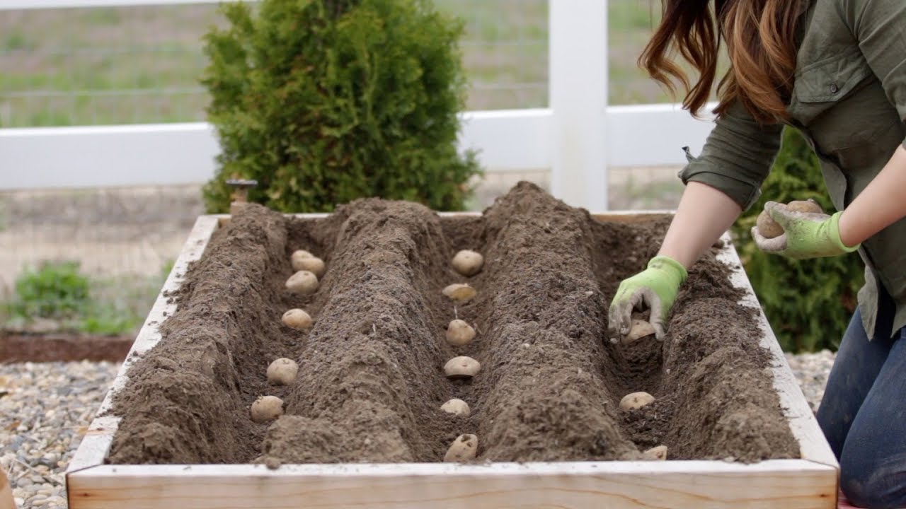 How to Plant Potatoes! ?? // Garden Answer