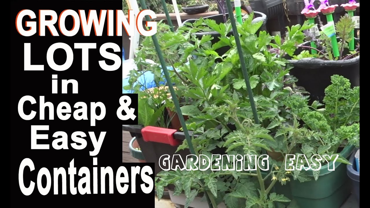 Container Gardening EASY Growing Food Healthly Onions Tomatoes Kale Composting in Place