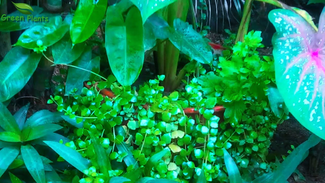 Backyard Garden Idea with Canna lily | Small Space Garden Ideas | Container Gardening//GREEN PLANTS