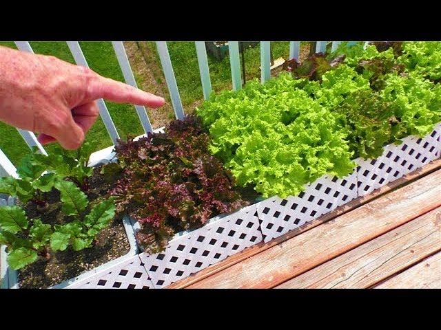 Container Garden May 4th UPDATE Harvest Lettuce Organic vegetable gardening how to grow