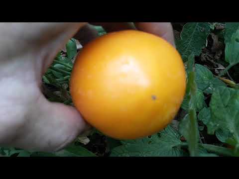 Growing 1000 tomatoes in June in Arizona! Sunken bed gardening!