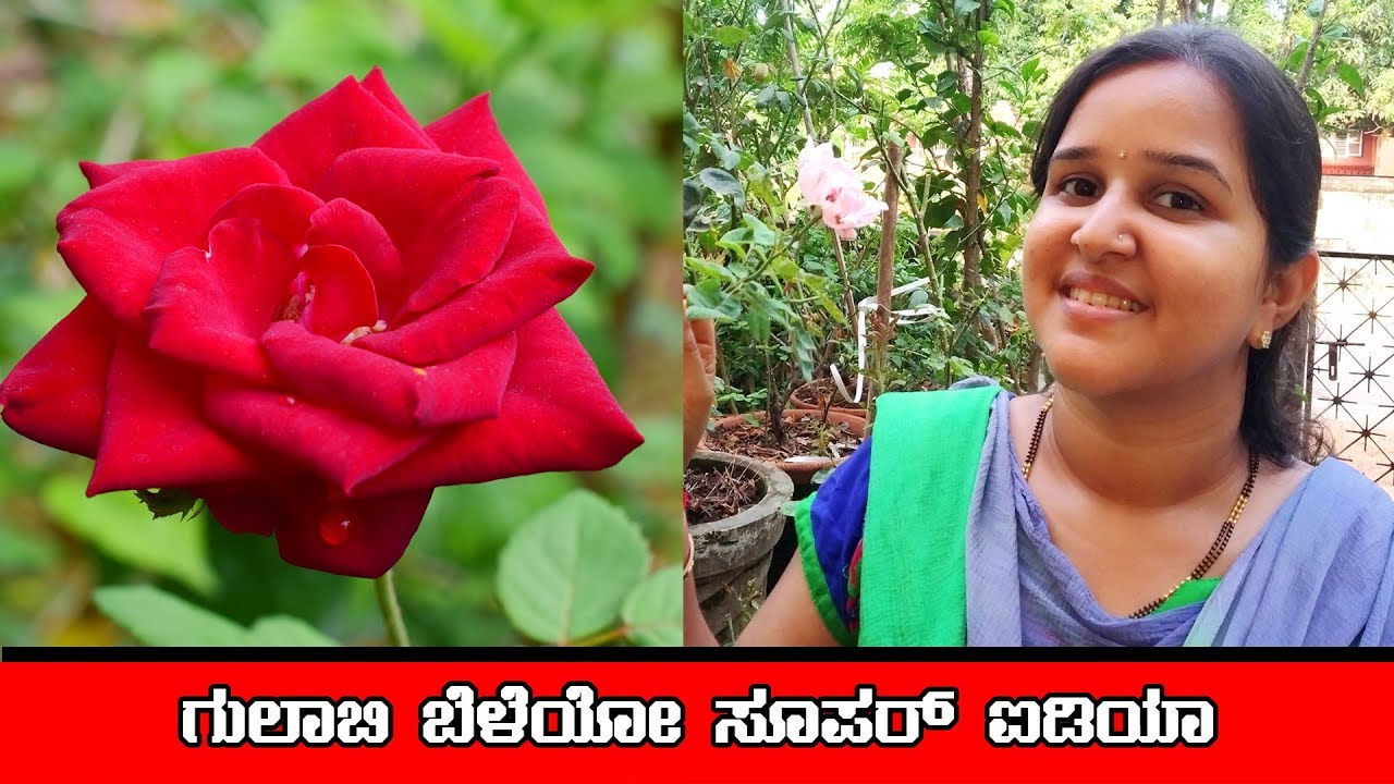 ಗುಲಾಬಿ ಬೆಳೆಯೋ ಸೂಪರ್ ಟಿಪ್ಸ್ Tips to grow rose at home - Gardening tips - Mr and Mrs Kamath