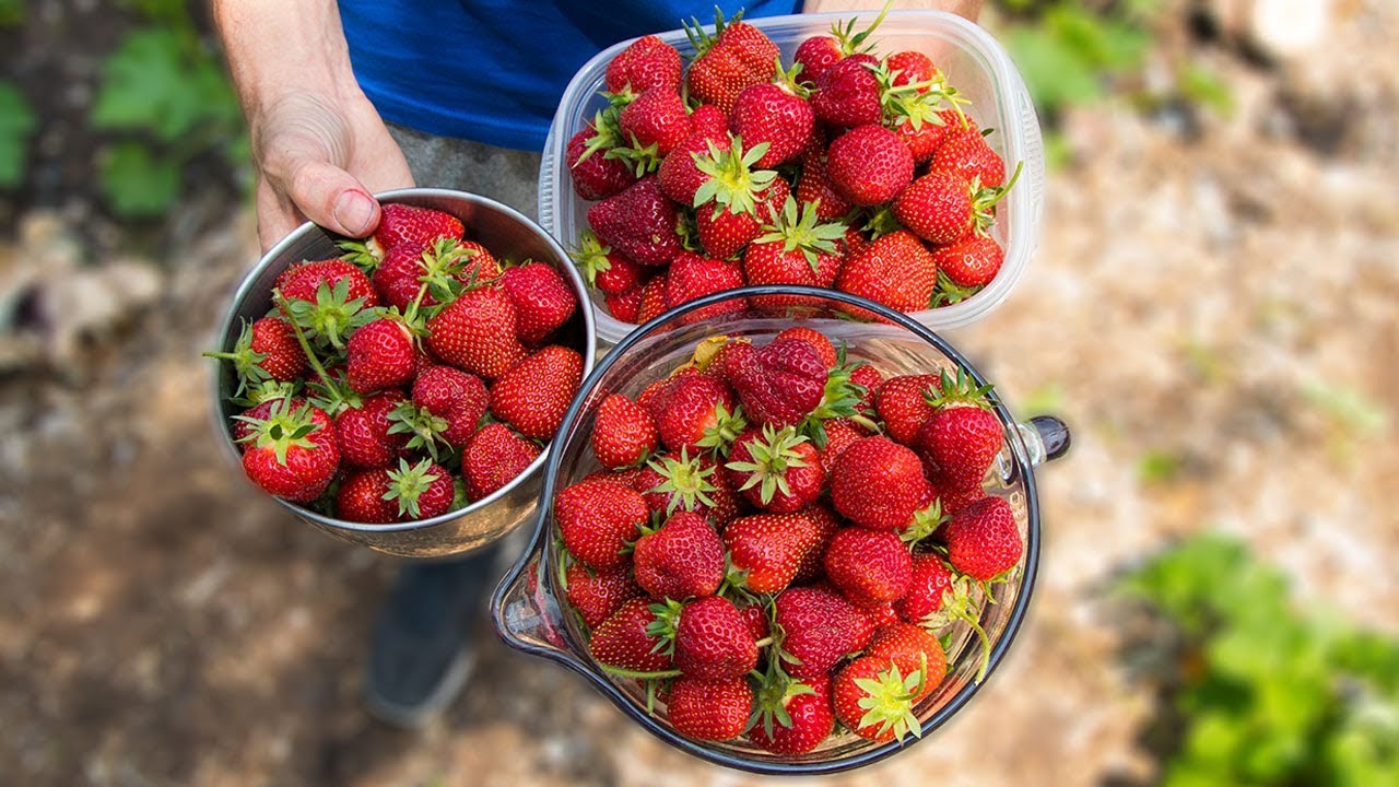 How to Grow and Harvest The Best Strawberries | Gardening Tips and Tricks