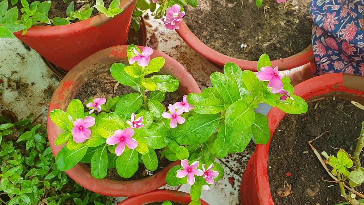 How to Fertilize Plants in Summer || Fun Gardening