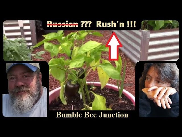 Russian Homesteaders Gardening In America ??? | We Are Today !!!