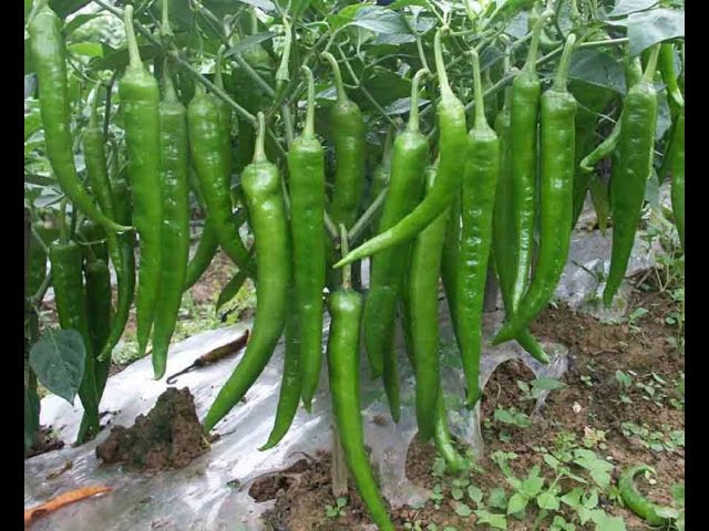 How to Grow green chili  at home kitchen gardening usa