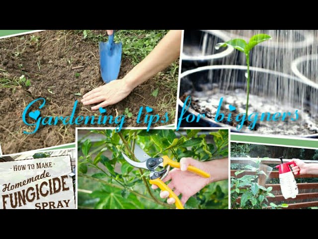 #tips#Basic gardening tips for biggners (part two)