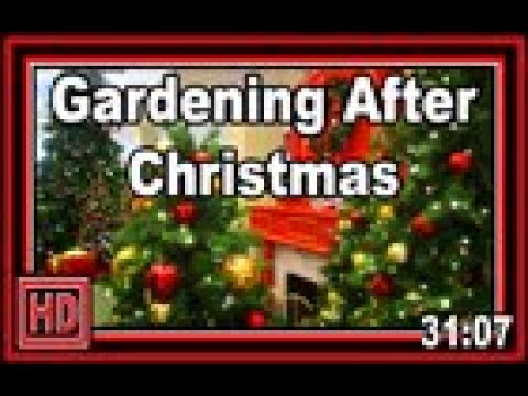 Gardening After Christmas - Wisconsin Garden Video Blog 918