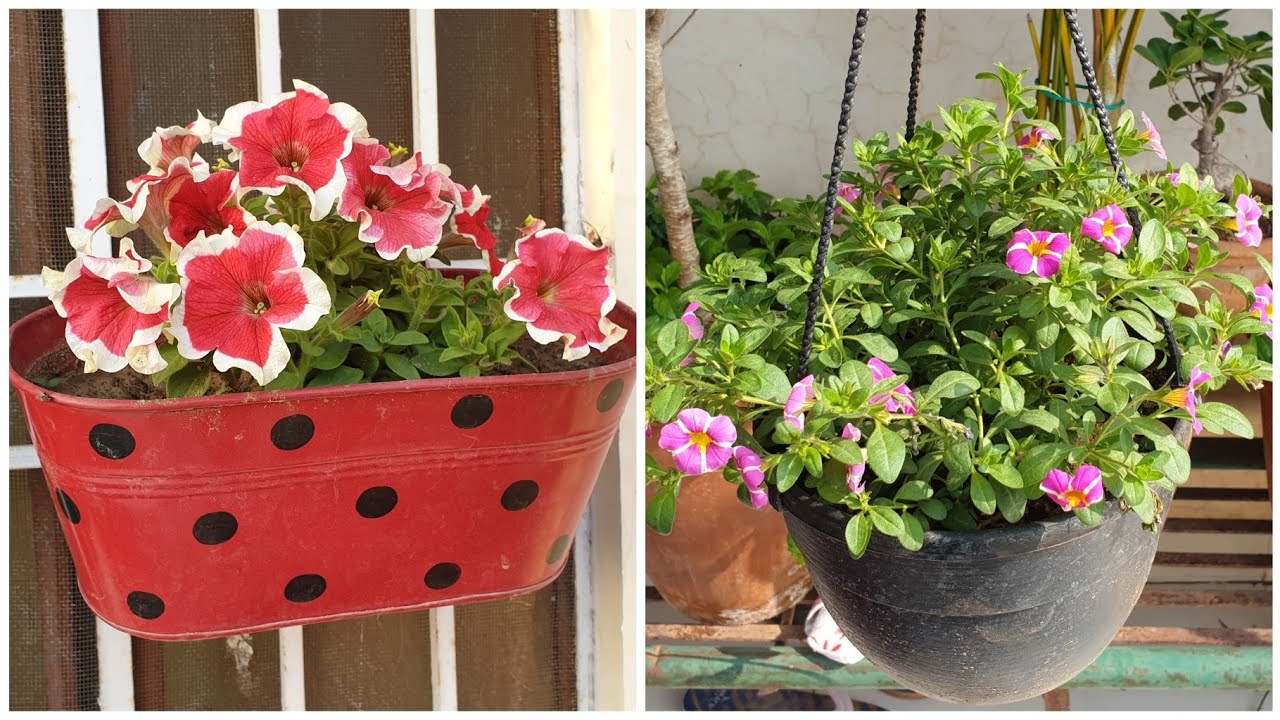 Best Hanging Basket Flowering Plants || Fun Gardening