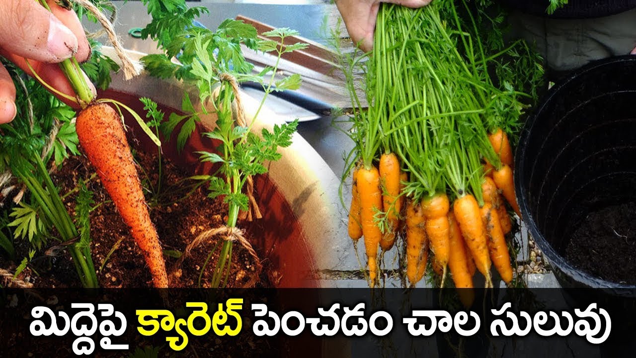 How to Grow Carrots at Home || Terrace Gardening || SumanTV Tree