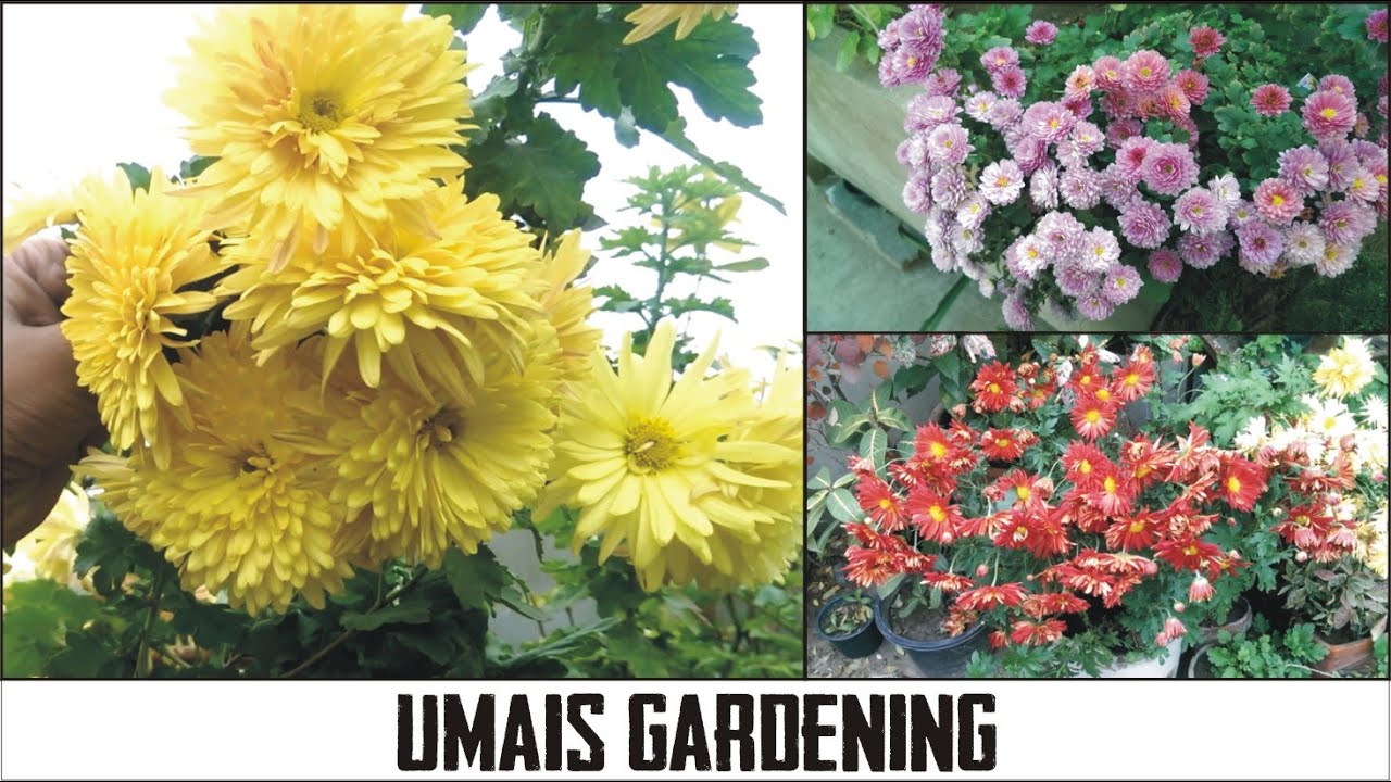 Beautiful "Gul-e-Daudi" Plant Flowers from Umais Gardening.