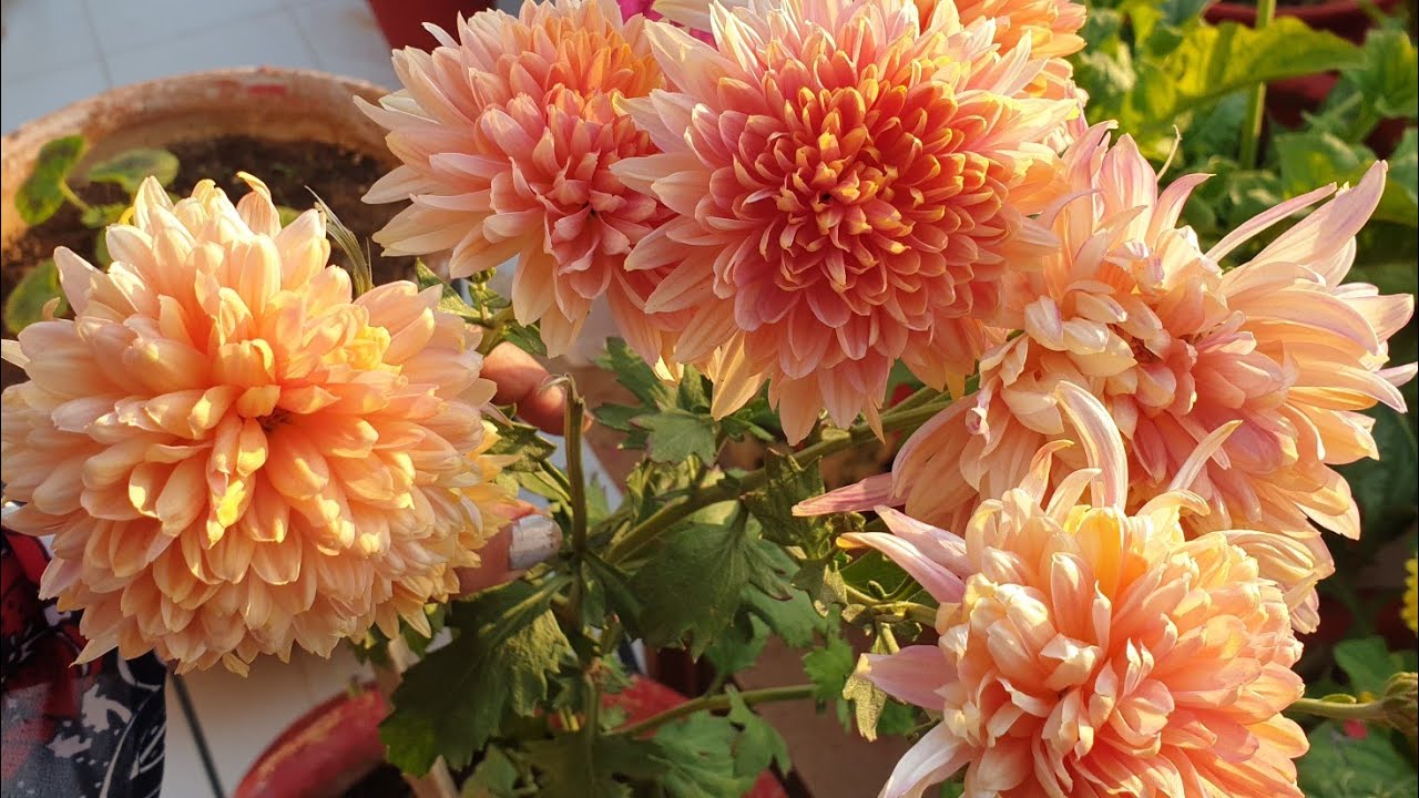 Chrysanthemum Care Tips After Flowering || Best Flower for Winter || Fun Gardening