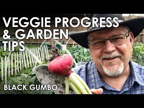 Veggie Progress and Gardening Tips || Black Gumbo