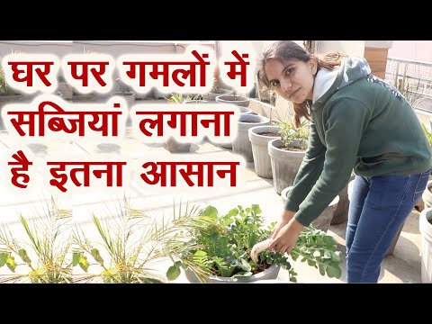 घर पर गमलों में ऐसे उगा सकते हैं ऑर्गेनिक सब्जियां, Kitchen Gardening in pots | Rooftop Gardening