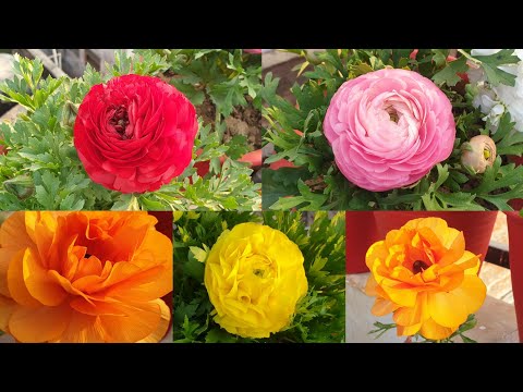 How to Grow and Care Ranunculus Plant || Fun Gardening