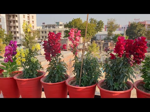How to Grow and Care Dog Flower / Snapdragon Plant || Fun Gardening
