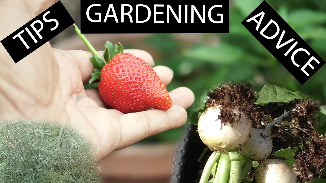 Garden Potpourri - Episode 3 - Gardening Tips, Advice & More!