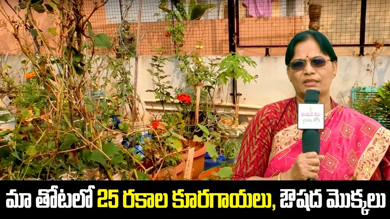 How to Grow all Types Vegetables at Home || Jwalitha || Terrace Gardening || SumanTV Tree