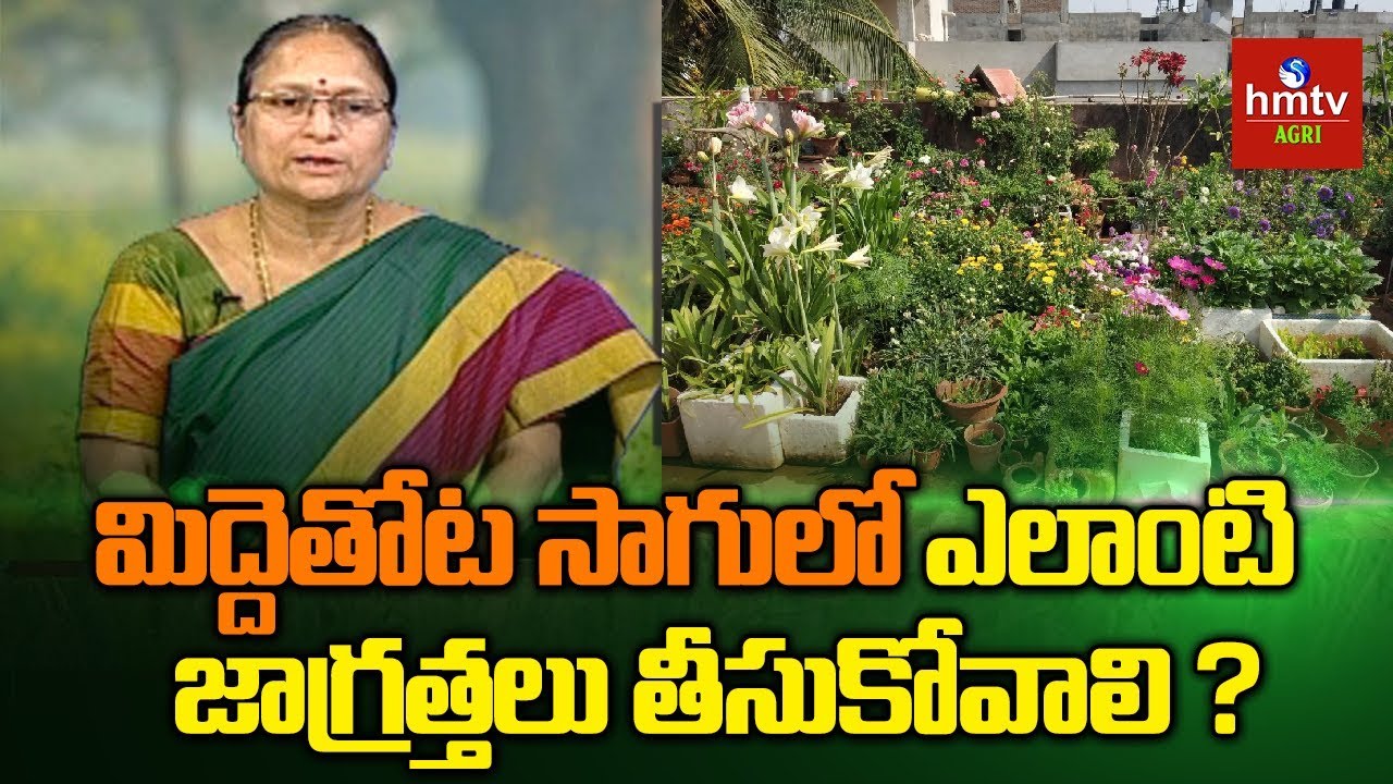 మిద్దె తోటకు కావలిసిన సలహాలు సూచనలు | Suggestions By Pinnaka Padma For Terrace Gardening | hmtv Agri