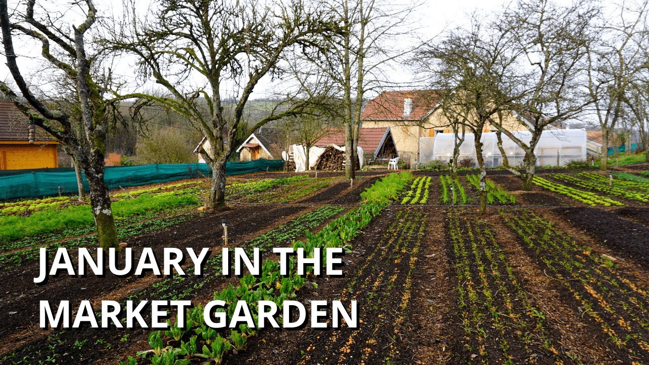 Market Gardening in January (Tips, Tasks & Tour)