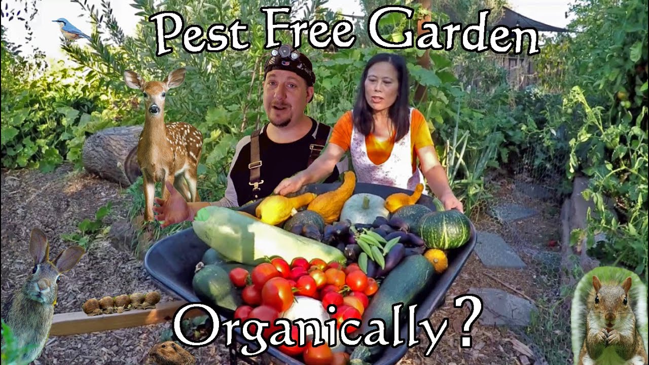 How To Grow A Pest Free Garden Using Only Organic Gardening Methods