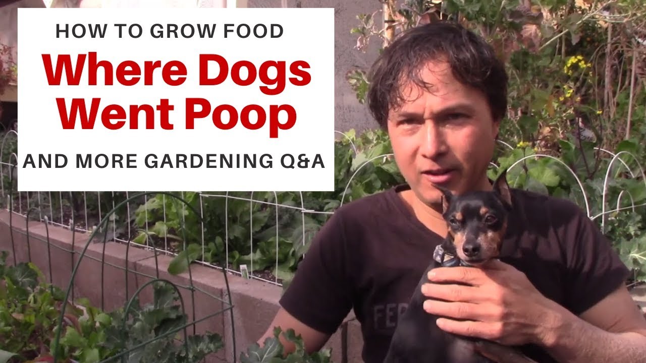 How to Grow Food Where Dogs went Poop & More Organic Gardening Q&A