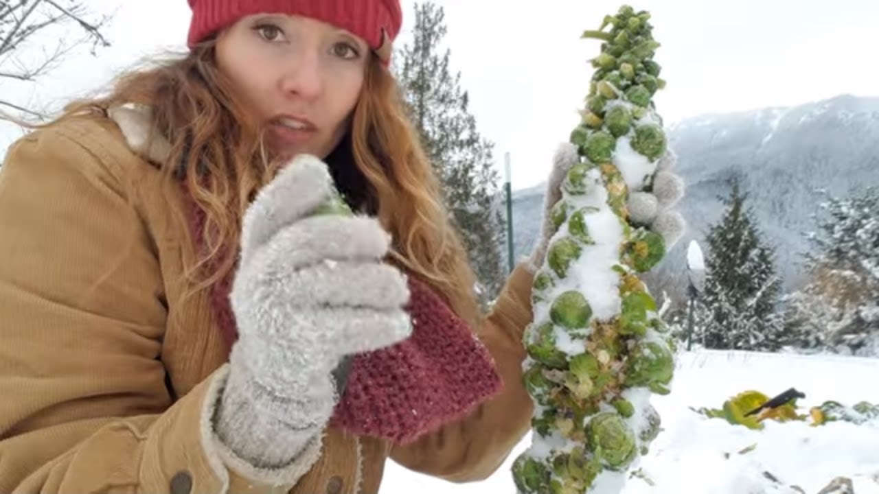 Harvesting Vegetables in 2 Feet of SNOW | How to Garden in Winter | Garden Tour