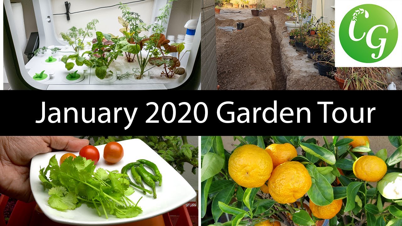 California Gardening - Jan 2020 Garden Tour - Gardening Tips!