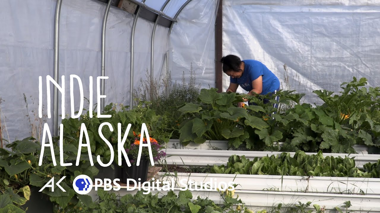 From Mammoth to Kale: A look into gardening in the Arctic | INDIE ALASKA